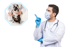 clinica-veterinaria-curitiba-vet