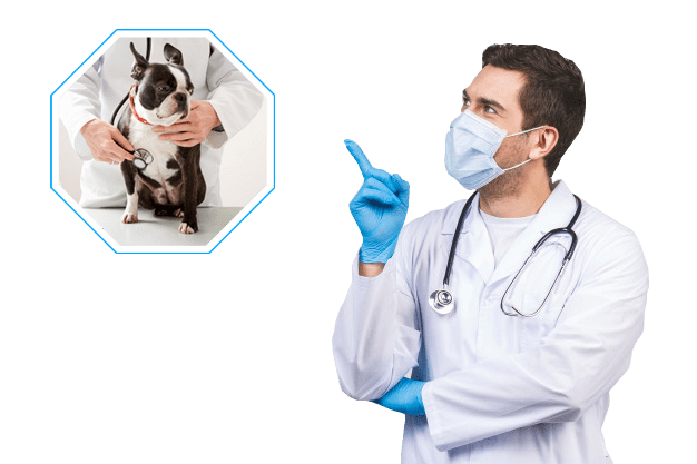 clinica-veterinaria-curitiba-vet